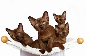 Stare: Four Burmese cats, 10 weeks old