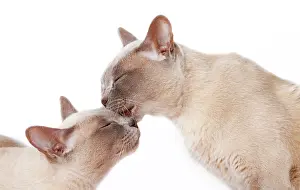 Sympathy: Burmese cats, cuddling