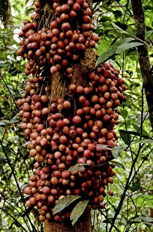 Indochina: Burmese Grape, Vietnam