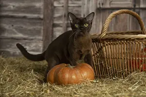 Pumpkn: Burmese kitten indoors in the straw in a barn