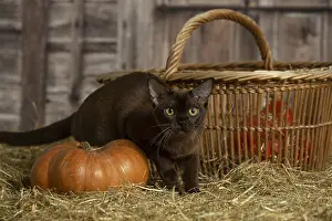 Pumpkn: Burmese kitten indoors in the straw in a barn