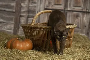 Pumpkn: Burmese kitten indoors in the straw in a barn