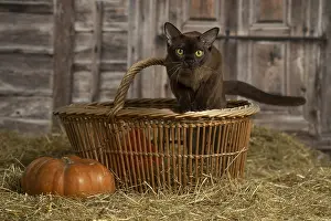 Pumpkn: Burmese kitten indoors in the straw in a barn