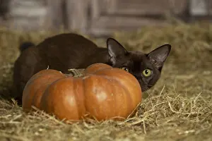 Pumpkn: Burmese kitten indoors in the straw in a barn