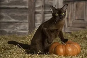 Pumpkn: Burmese kitten indoors in the straw in a barn