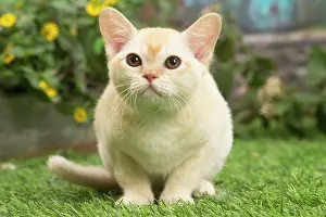 Burmeses: Burmese kitten outdoors in the garden