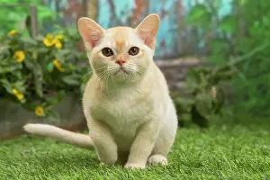 Burmeses: Burmese kitten outdoors in the garden