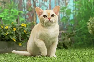 Burmeses: Burmese kitten outdoors in the garden