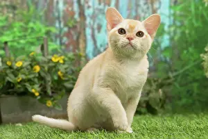Burmeses: Burmese kitten outdoors in the garden