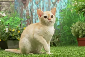 Burmeses: Burmese kitten outdoors in the garden