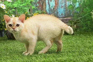 Burmeses: Burmese kitten outdoors in the garden