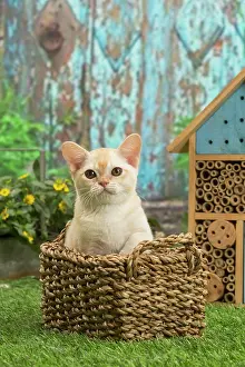 Burmeses: Burmese kitten outdoors in the garden