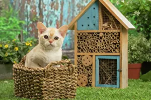 Burmeses: Burmese kitten outdoors in the garden