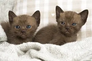 Burmeses: Two Burmese kittens