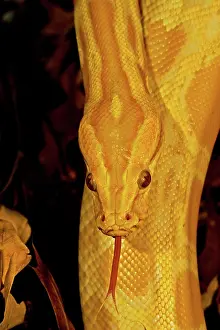 Bivittatus: Burmese Python