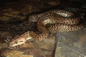 Molurus: Burmese Python