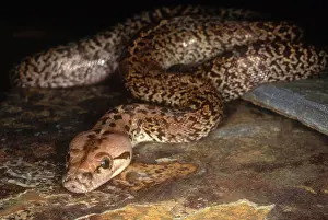 Molurus: Burmese Python