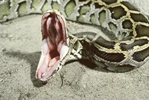 Pythons: Burmese python