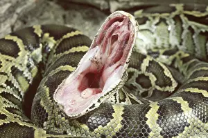 Pythons: Burmese python