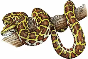 Python: Burmese Python