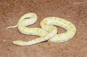 Albino: BURMESE PYTHON - ALBINO
