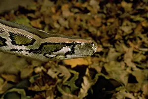 Bivittatus: BURMESE PYTHON - C/U HEAD