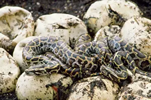 Molurus: Burmese Python - hatchlings