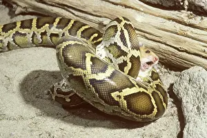 Pythons: Burmese python with prey
