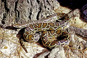 Molurus: Burmese Python (Python molurus)