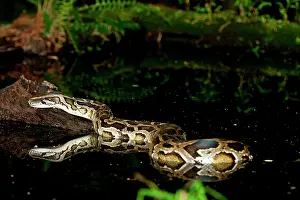 Python: Burmese Python, Python molurus bivittatus