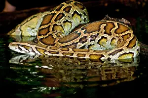 Python: Burmese Python, Python molurus bivittatus