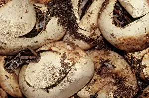 Pythons: Burmese Pythons Hatching