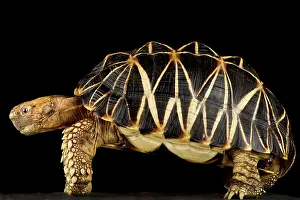 Burma: Burmese star tortoise (Geochelone platynota)