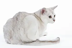 Burmillas: Burmilla Cat - 6 month old kitten in studio