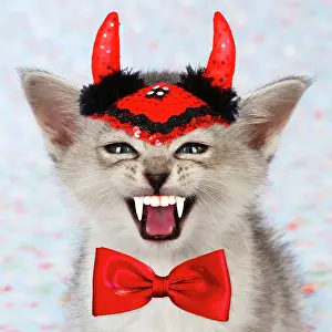 Fangs: Burmilla Cat / Asian X breed kitten wearing Vampire