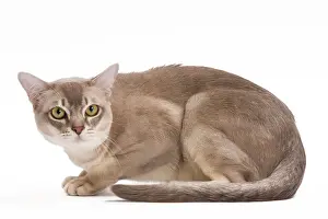 Burmillas: Burmilla Cat - in studio
