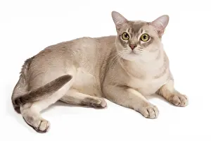 Burmillas: Burmilla Cat - in studio