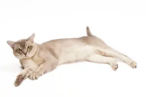 Burmillas: Burmilla Cat - in studio