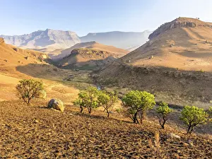 Kwazulu: Burned down grassland and green trees, Giant's