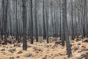 Sierra: Burned Stone or Umbrella Pines (Pinus pinea) after