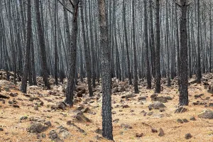 Sierra: Burned Stone or Umbrella Pines (Pinus pinea) after