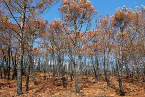 Sierra: Burned Stone or Umbrella Pines (Pinus pinea) after