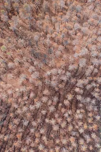 Sierra: Burned Stone or Umbrella Pines (Pinus pinea) after