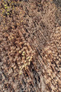 Fire: Burned Stone or Umbrella Pines (Pinus pinea) after