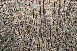 Fire: Burned Stone or Umbrella Pines (Pinus pinea) after