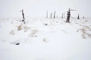 Peat: Burned trees in snowy landscape, Belgium, LiA ge