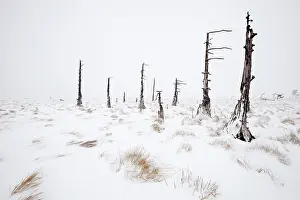 Peat: Burned trees in snowy landscape, Belgium, LiA ge
