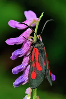 Zygaena: Burnet