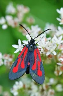 Zygaena: Burnet