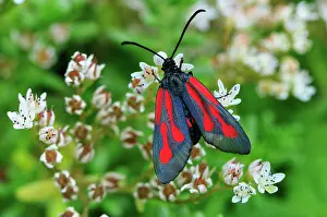 Zygaena: Burnet